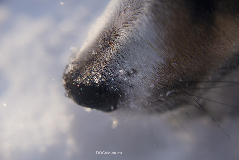 Budget-friendly lose-up/ macro photography, dog photography www.DOGvision.eu