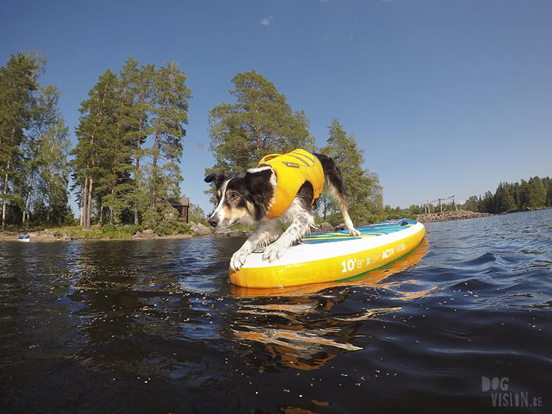 Paddling with dogs, SUP with dogs, outdoor adventures with dogs in Sweden, dog photography DOGvision, www.DOGvision.eu