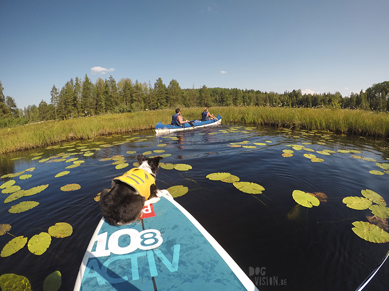 Paddling with dogs, SUP with dogs, outdoor adventures with dogs in Sweden, dog photography DOGvision, www.DOGvision.eu