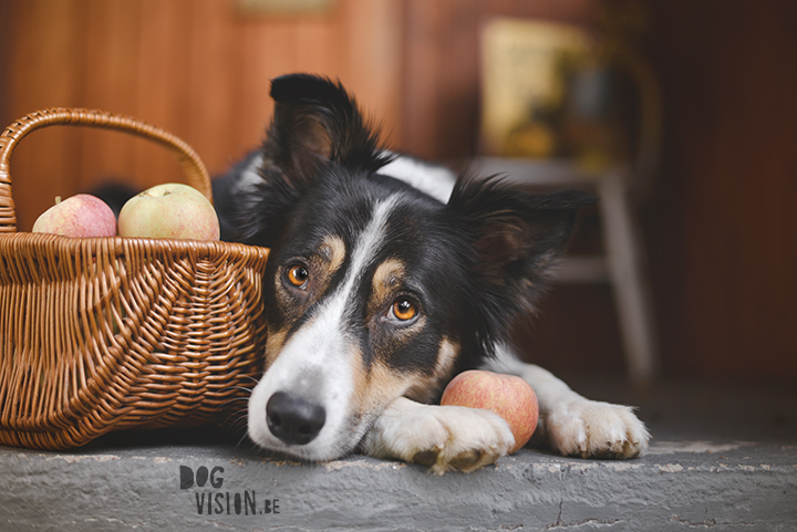 Being creative on one square meter | dog photograpy| blog post on www.DOGvision.eu