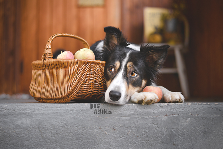 Being creative on one square meter | dog photograpy| blog post on www.DOGvision.eu