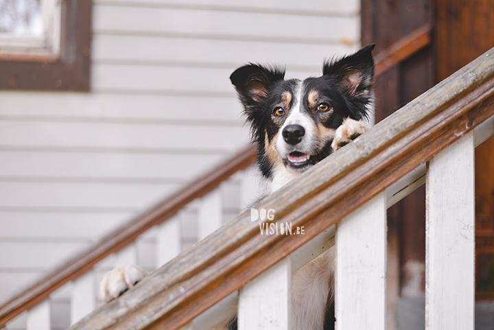 Being creative on one square meter | dog photograpy| blog post on www.DOGvision.eu