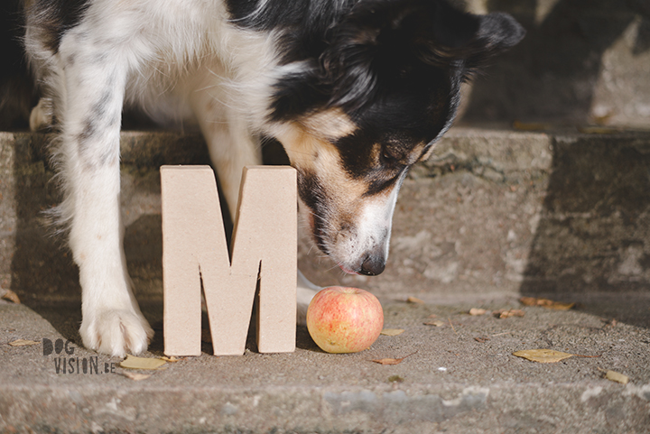 Being creative on one square meter | dog photograpy| blog post on www.DOGvision.eu