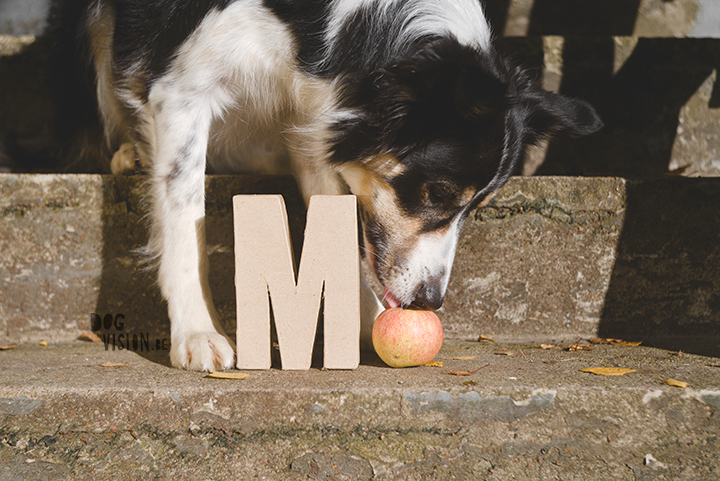 Being creative on one square meter | dog photograpy| blog post on www.DOGvision.eu