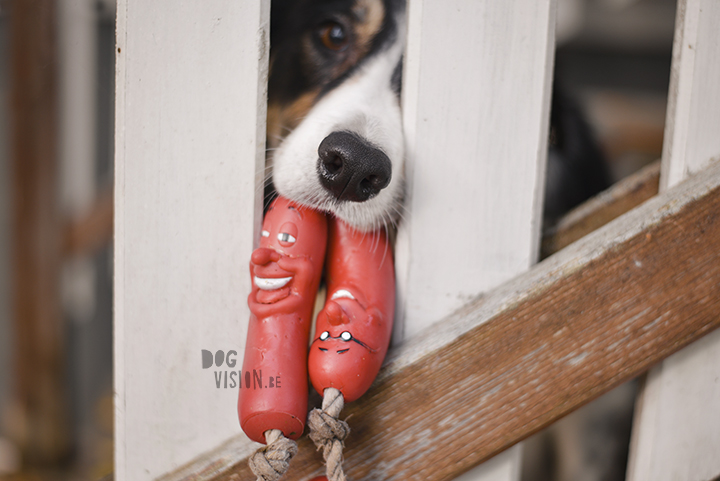 Being creative on one square meter | dog photograpy| blog post on www.DOGvision.eu