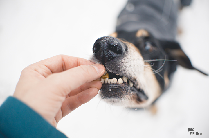 Close up dog nose and fur, memories, dog blog, dog photography, www.DOGvision.eu