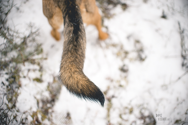 DIY dog bandana for Oona | dog blog and photography on www.DOGvision.eu