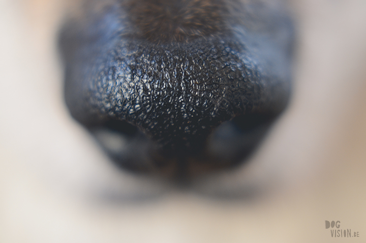 Close up dog nose and fur, memories, dog blog, dog photography, www.DOGvision.eu