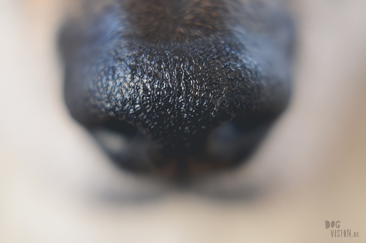 Close up dog nose and fur, memories, dog blog, dog photography, www.DOGvision.eu
