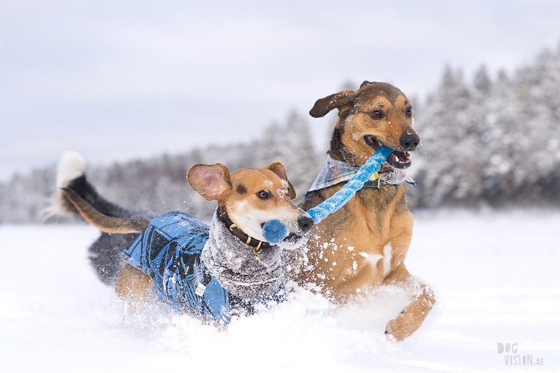 #TongueOutTuesday (06), dog blog, dog photography, European dog photographer, hund fotografi Sverige, www.DOGvision.eu