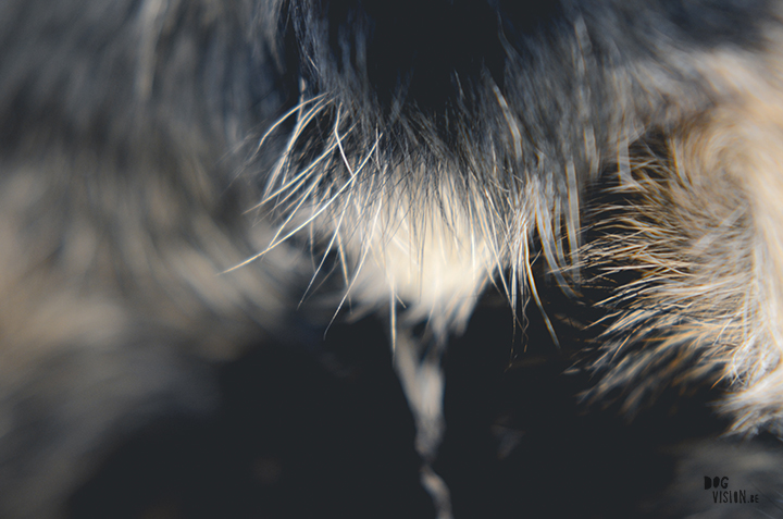 Close up dog nose and fur, memories, dog blog, dog photography, www.DOGvision.eu