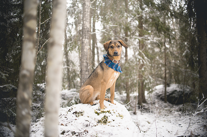 DIY dog bandana for Oona | dog blog and photography on www.DOGvision.eu