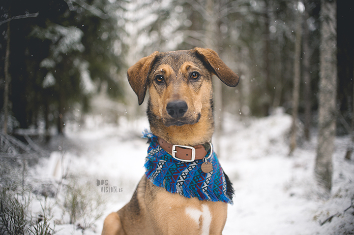 DIY dog bandana for Oona | dog blog and photography on www.DOGvision.eu