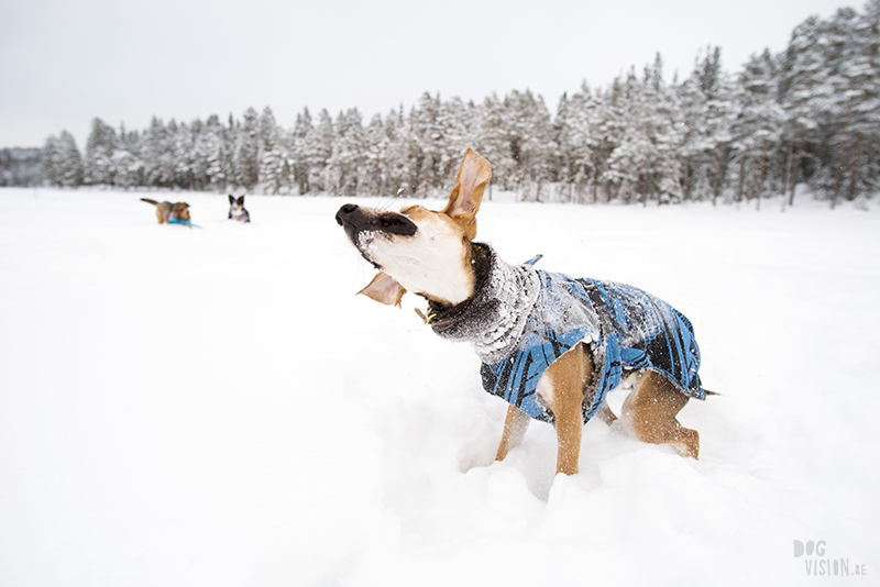 Hondenblog, Fenne Kustermans fotografie, honden in Zweden, actiefotografie, lifestyle hondenfotografie, www.DOGvision.be