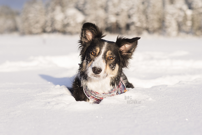 Hondenblog, Fenne Kustermans fotografie, honden in Zweden, actiefotografie, lifestyle hondenfotografie, www.DOGvision.be