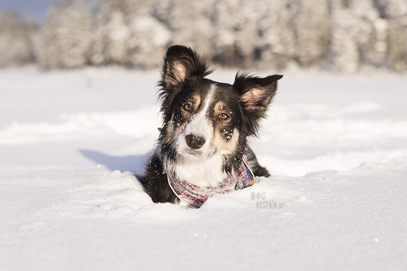 Hondenblog, Fenne Kustermans fotografie, honden in Zweden, actiefotografie, lifestyle hondenfotografie, www.DOGvision.be