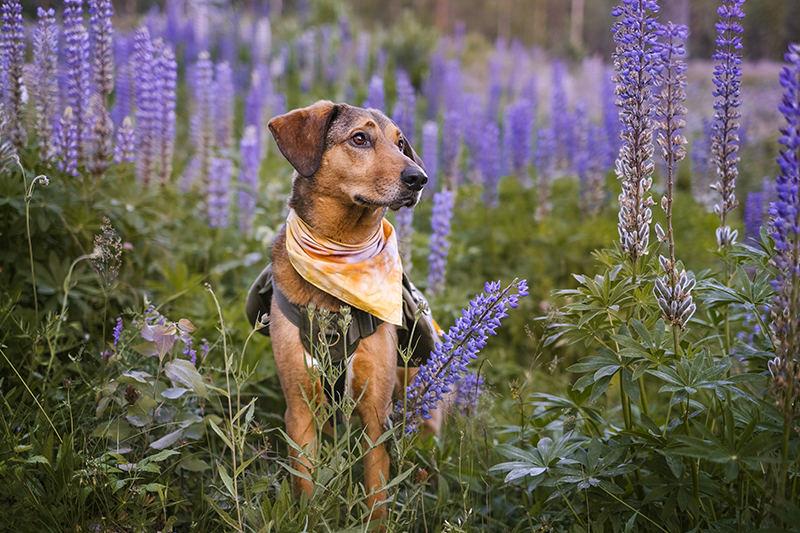 Dog scavenger hunt, mondo cane adventure dog challenge, summer puzzles, dogs in Sweden, dog photography, www.DOGvision.eu