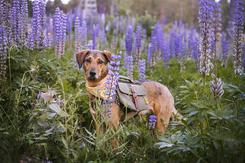 Dog scavenger hunt, mondo cane adventure dog challenge, summer puzzles, dogs in Sweden, dog photography, www.DOGvision.eu