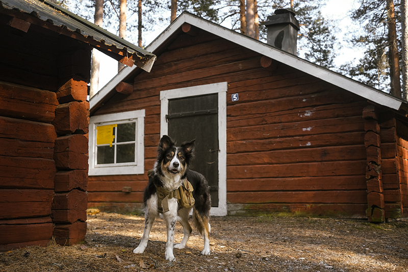 Small red cabin, Border Collie Mogwai, dogvision dog photography Europe SSmall red cabin, Border Collie Mogwai, adventure dogs, dog summer story, dogvision dog photography Europe Swedenweden