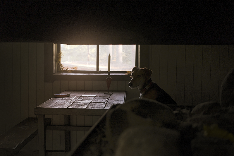 Small red cabin, Border Collie Mogwai, adventure dogs, dog summer story, dogvision dog photography Europe Sweden