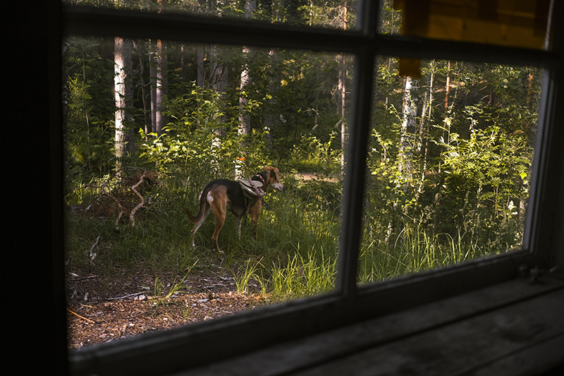 Small red cabin, Border Collie Mogwai, adventure dogs, dog summer story, dogvision dog photography Europe Sweden