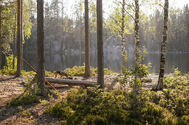 Dog scavenger hunt, mondo cane adventure dog challenge, summer puzzles, dogs in Sweden, dog photography, www.DOGvision.eu