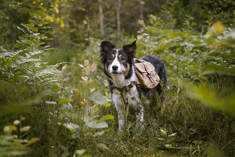 Dog scavenger hunt, mondo cane adventure dog challenge, summer puzzles, dogs in Sweden, dog photography, www.DOGvision.eu