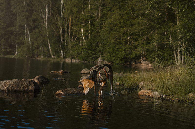 Dog scavenger hunt, mondo cane adventure dog challenge, summer puzzles, dogs in Sweden, dog photography, www.DOGvision.eu