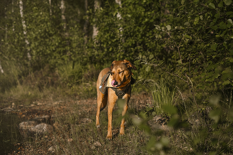 Dog scavenger hunt, mondo cane adventure dog challenge, summer puzzles, dogs in Sweden, dog photography, www.DOGvision.eu