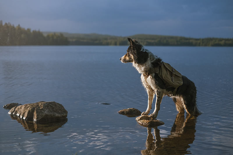 Dog scavenger hunt, mondo cane adventure dog challenge, summer puzzles, dogs in Sweden, dog photography, www.DOGvision.eu