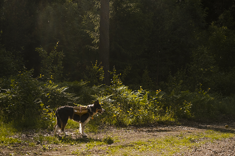 Dog scavenger hunt, mondo cane adventure dog challenge, summer puzzles, dogs in Sweden, dog photography, www.DOGvision.eu