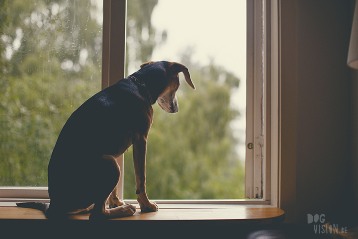 watching the rain with dog, dog photographer europe, www.DOGvision.eu