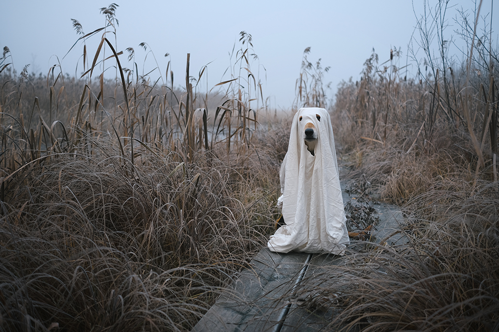 Happy Halloween, spooky season ghost dog, www.DOGvision.eu
