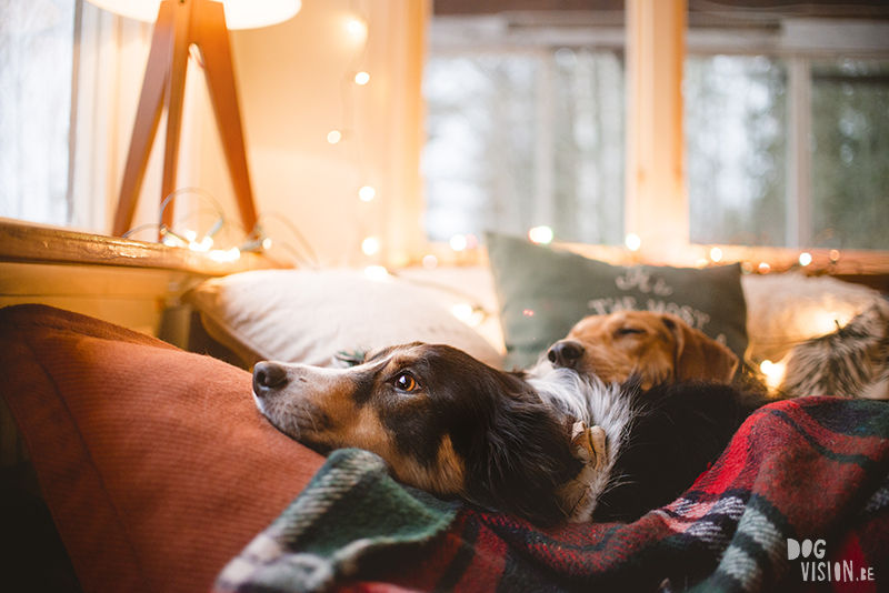 #TongueOutTuesday (51), dog photography projects, www.DOGvision.eu, European dog photographer Sweden, hondenfotografie, Christmas dogs.