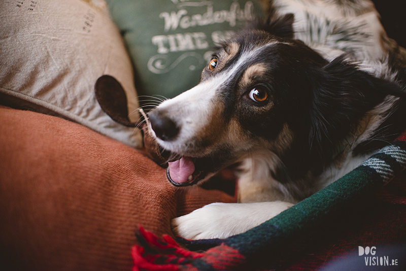 #TongueOutTuesday (51), dog photography projects, www.DOGvision.eu, European dog photographer Sweden, hondenfotografie, Christmas dogs.