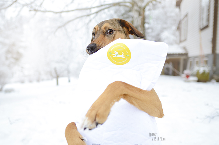 Gotcha day, Bosnian street dog Oona | Mutt puppy | dog photography and blog on www.dogvision.eu