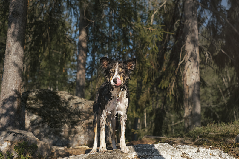 #TongueOutTuesday (22), dog photography DOGvision Europe Sweden, adventure dog hiking, lake life, summer dog, www.DOGvision.eu
