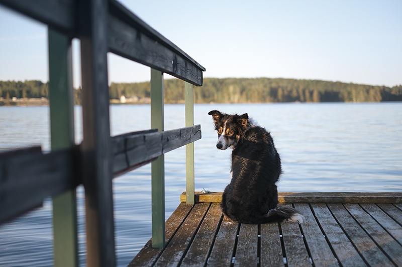 #TongueOutTuesday (22), dog photography DOGvision Europe Sweden, adventure dog hiking, lake life, summer dog, www.DOGvision.eu