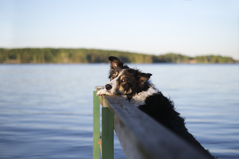 #TongueOutTuesday (22), dog photography DOGvision Europe Sweden, adventure dog hiking, lake life, summer dog, www.DOGvision.eu