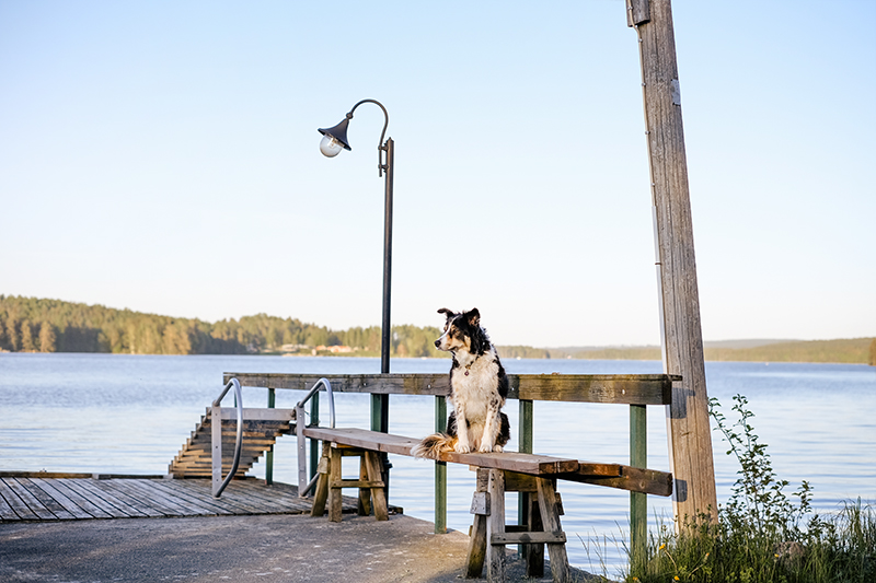 #TongueOutTuesday (22), dog photography DOGvision Europe Sweden, adventure dog hiking, lake life, summer dog, www.DOGvision.eu