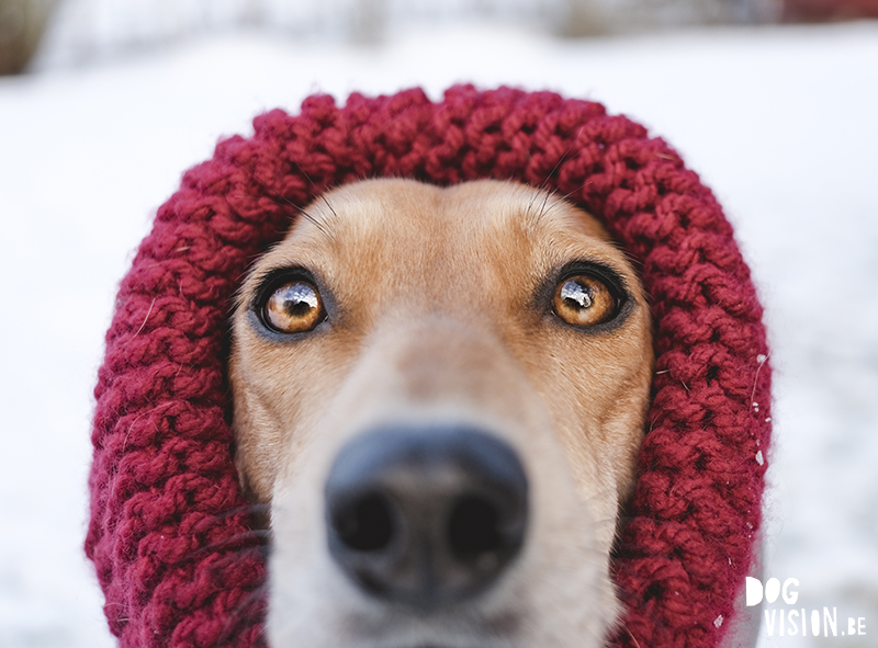 Fujifilm x-t4 performance during Swedish/Nordic winter & dog photography, www.DOGvision.eu