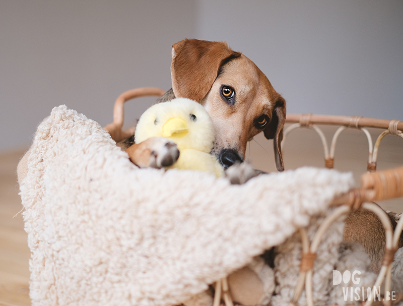 Happy Easter, Easter dog photo, Easter photoshoot ideas, cabin hound, dog photography Europe, Sweden, Dalarna. www.DOGvision.eu