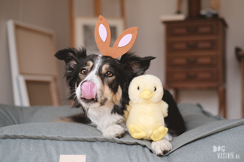 #tongueouttuesday, Dog Easter photo, Easter traditions, dog photography Europe Sweden Dalarna, Border Collie Mogwai, www.DOGvision.eu