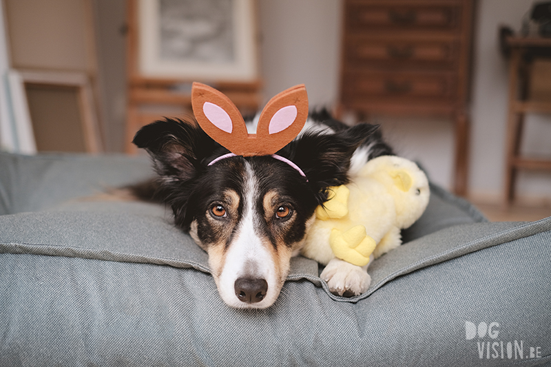 Happy Easter, Easter dog photo, Easter photoshoot ideas, cabin hound, dog photography Europe, Sweden, Dalarna. www.DOGvision.eu