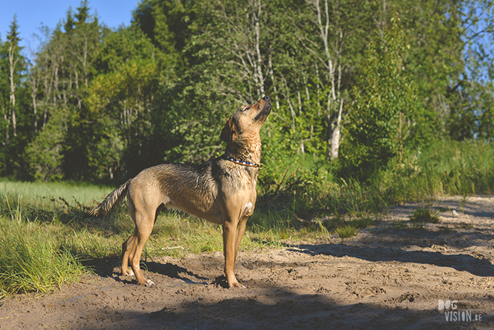 #Tongueouttuesday, creative dog photography project, commercial dog photographer, dog photographer Sweden, petpreneur, dog blogger on www.DOGvision.eu