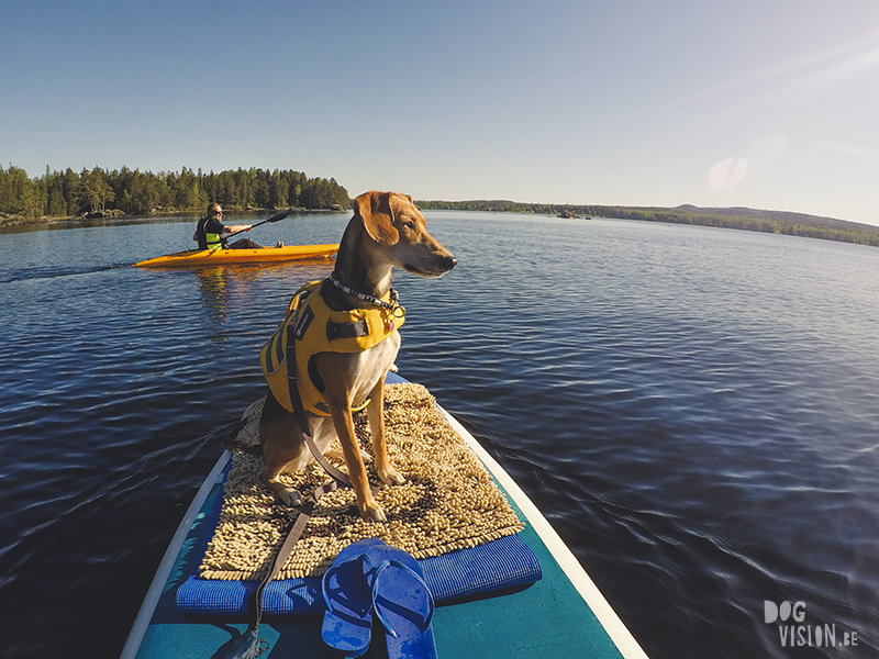 #TongueOutTuesday (23), Fenne Kustermans dog photographer, dog photography Sweden, hiking with dogs in Sweden, nordic inspiration, paddling with dogs, www.DOGvision.eu