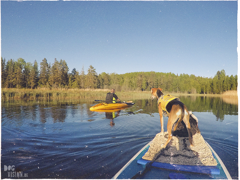 #TongueOutTuesday (23), Fenne Kustermans dog photographer, dog photography Sweden, hiking with dogs in Sweden, nordic inspiration, paddling with dogs, www.DOGvision.eu