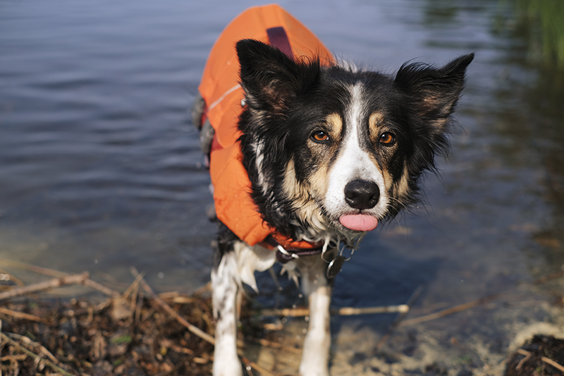 #TongueOutTuesday (25), dog photography blog, Sweden, Hurtta adventurer 2023, www.DOGvision.eu