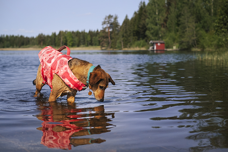 Dog swimming season, summer dogs, Hurtta life vest eco, Hurtta adventurer 2023, Senior Border Collie, Mutts, dog photography, www.DOGvision.eu