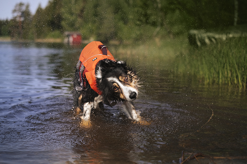 Dog swimming season, summer dogs, Hurtta life vest eco, Hurtta adventurer 2023, Senior Border Collie, Mutts, dog photography, www.DOGvision.eu